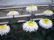 Deko-Chrysantheme