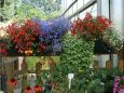 beet balkon1