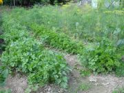 Petersilie und Dill