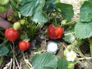 Erdbeeren