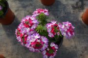 Verbena Vepita Amethyst Kiss
