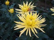 Strahlen-Chrysantheme