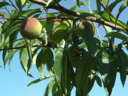 Pfirsichbaum