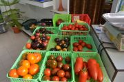 Tomaten