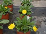 Calendula Powerdaisy Sunny