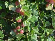 Stachelbeeren
