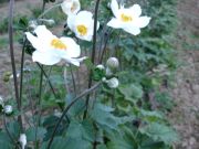 Anemone