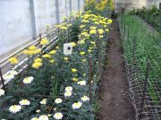 Chrysanthemen