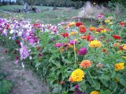 Sommerblumen
