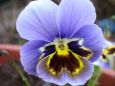 fruehjahrsblueher7