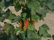 Rote Johannisbeeren