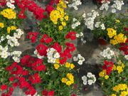 Nemesia