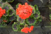 Pelargonie Antik Scarlet