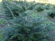 weihnachtsbaeume3