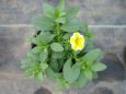 beet balkon5