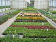 beet balkon7
