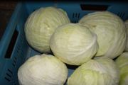 Weißkohl