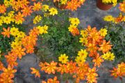 Bidens Duo
