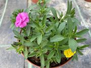 Calibrachoa trailing