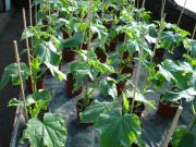 Veredelte Gurkenpflanzen