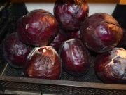 Rotkohl