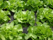 Salat