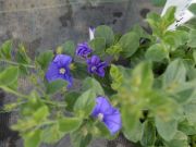 Convolvulus sabatius Blue Cascade
