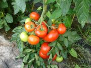 Tomaten