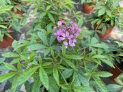 Cleome